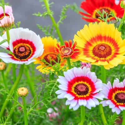 CYBEXIS Painted Daisy Tricolour Mix seeds - Chrysanthemum carinatum Seed(50 per packet)