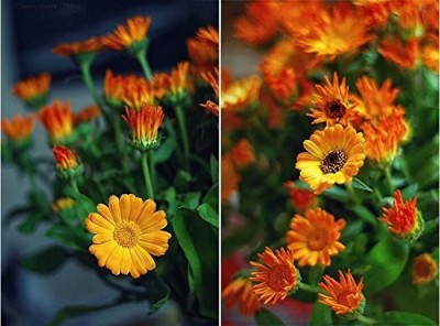 VibeX Calendula Officinalis Fiesta Gitana (Dwarf) Seed(100 per packet)