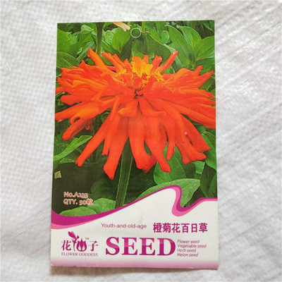 CYBEXIS Orange Chrysanthemum Seed(50 per packet)