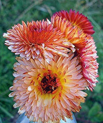 CYBEXIS CALENDULA SEEDS Pot Marigold TRIANGLE FLASHBACK Seed(50 per packet)