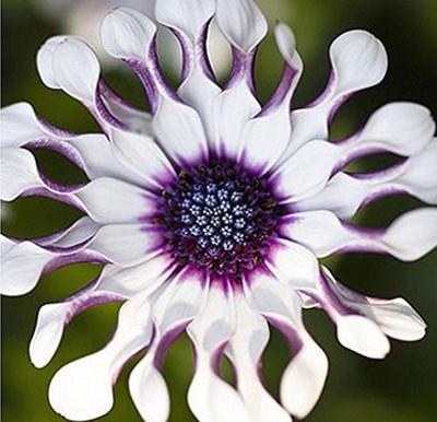 CYBEXIS Osteospermum African Daisy Seeds - Wide White Seed(50 per packet)