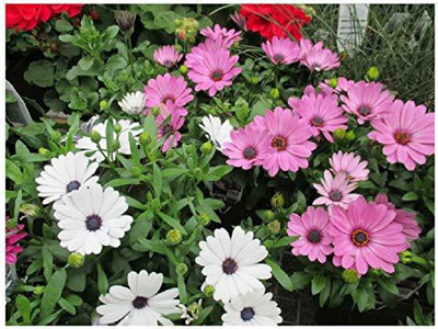 CYBEXIS Osteospermum ecklonis mix garden flower seeds Seed(1 g)