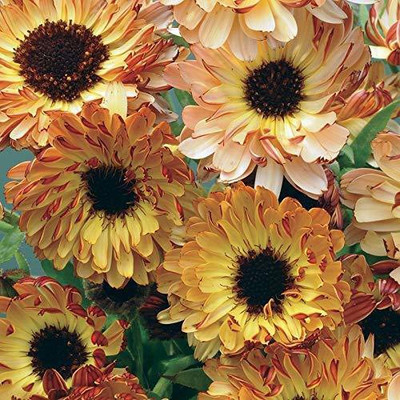 VibeX Calendula Seed(10 per packet)