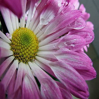 VibeX Osteospermum Seed(30 per packet)