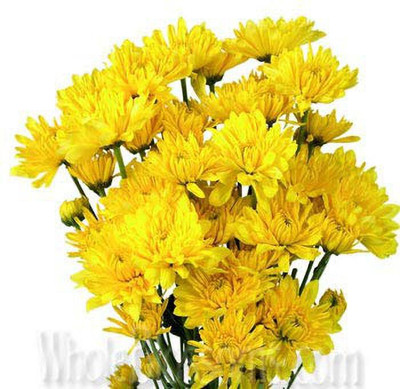 VibeX Chrysanthemum Seed(15 per packet)