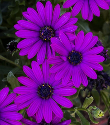 CYBEXIS Osteospermum ecklonis African Daisy Seeds Seed(1 g)
