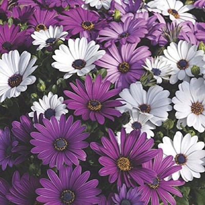 CYBEXIS Osteospermum Flower Seeds Seed(50 per packet)