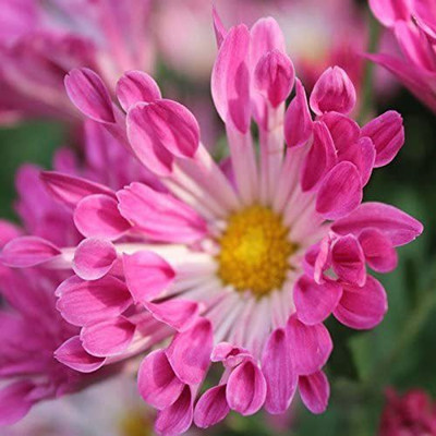 VibeX Osteospermum Seeds Mix Color Flower Seed(30 per packet)