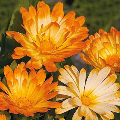 CYBEXIS Calendula Officinalis Fiesta Gitana Orange Flower Seeds Seed(50 per packet)