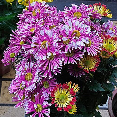 VibeX Osteospermum Whirligig Seeds Annual Gaillardia Seed(15 per packet)