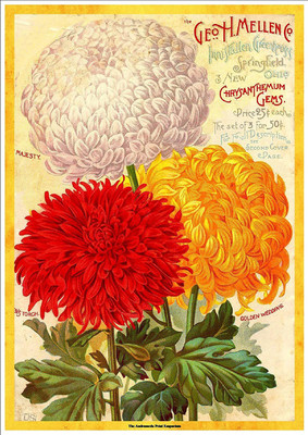 VibeX Chrysanthemum Seed(20 per packet)