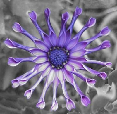VibeX Daisy Osteospermum Whirligig Fresh Viable Seeds Seed(75 per packet)