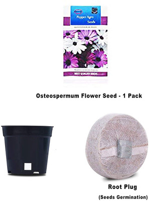 CYBEXIS Osteospermum Flower Seeds Comes With Free Pot & Root Plug Seed(1 g)
