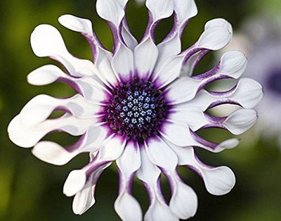 CYBEXIS Osteospermum Seed(50 per packet)