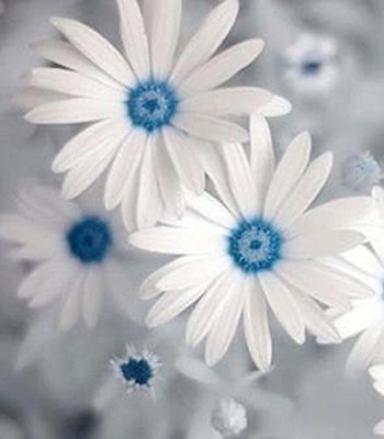 CYBEXIS Osteospermum Flower Seeds - White and Sky Blue Seed(50 per packet)