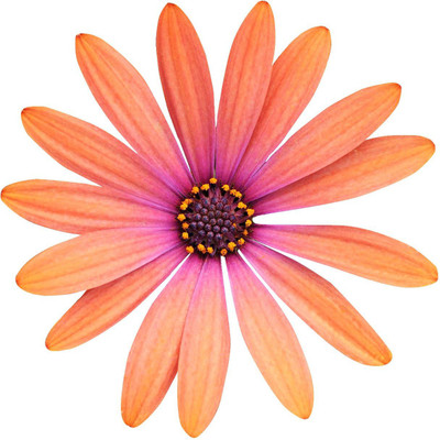 CYBEXIS Orange Osteospermum Flower Seeds Seed(1 g)