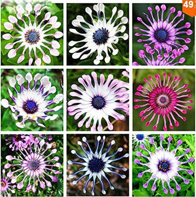VibeX Osteospermum seeds,daisy seeds,osteospermum flowers Seed(10 per packet)