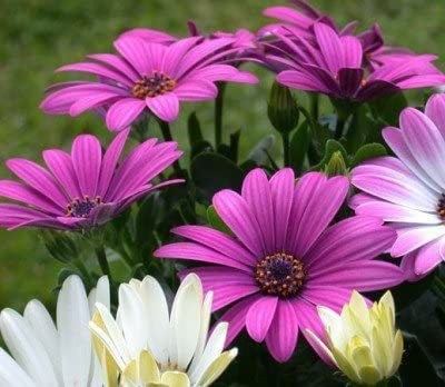 CYBEXIS Seeds Osteospermum Ecklonis South African Marigold Mixed Flower Seed(1 g)