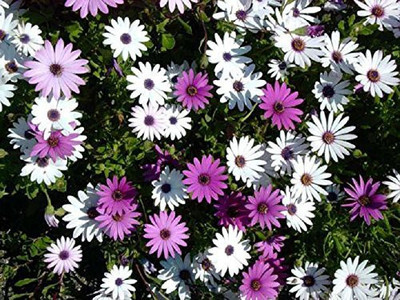 CYBEXIS Hybrid Osteospermum ecklonis mix garden flower seeds Seed(50 per packet)