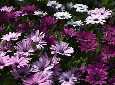 VibeX Osteospermum Ecklonis Mix Seeds (Perennial Seeds) Seed(15 per packet)