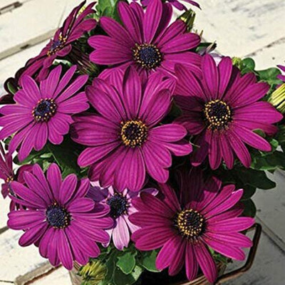 VibeX Osteospermum Ecklonis Seeds Seed(5 per packet)