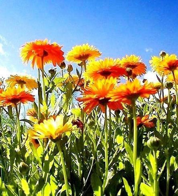 CYBEXIS Seeds - Calendula officinalis Seed(50 per packet)