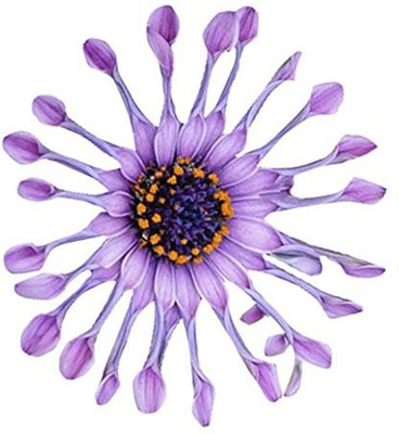 CYBEXIS Osteospermum African Daisy Seeds - Lavender Seed(50 per packet)