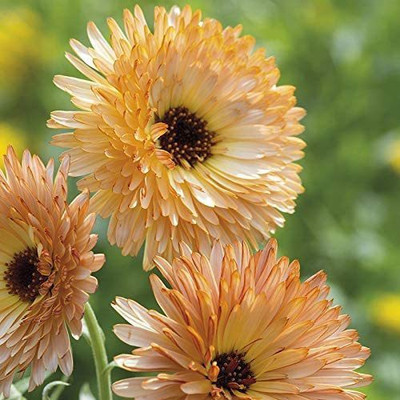 VibeX Calendula Seed(20 per packet)