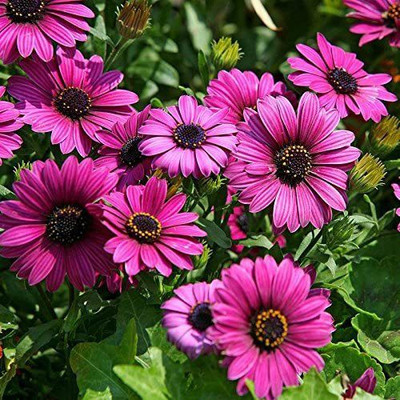 CYBEXIS Blue Eyed Daisy Seeds Osteospermum Seeds Mix Color Flower Seed(50 per packet)
