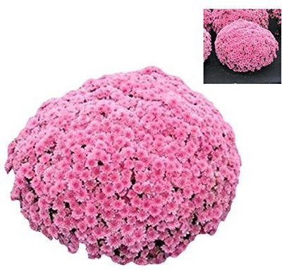 CYBEXIS Ground-cover Chrysanthemum Seeds - Pure Pink Seed(50 per packet)