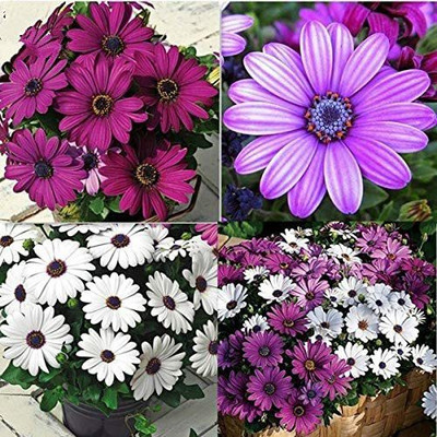 CYBEXIS Osteospermum Seeds Cape Mix Flower Heirloom Seed(1 g)