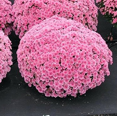 VibeX Chrysanthemum Seed(40 per packet)