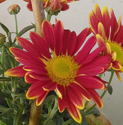 VibeX Chrysanthemum Seed(80 per packet)