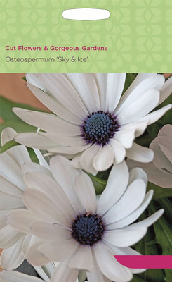 CYBEXIS Osteospermum Seed(50 per packet)