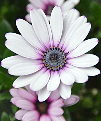 CYBEXIS Osteospermum Flower Seeds - White and Purple Seed(50 per packet)