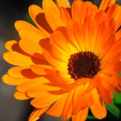 VibeX Calendula Seed(100 per packet)