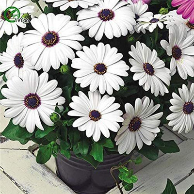 CYBEXIS Daisy Seed(50 per packet)
