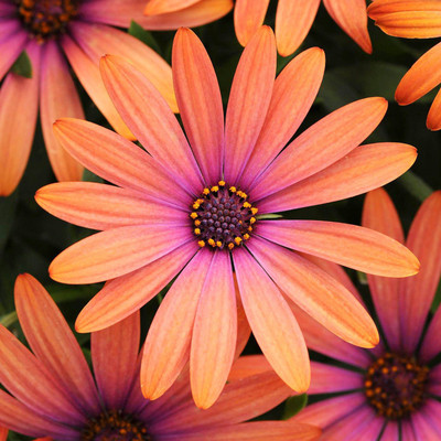 CYBEXIS Osteospermum Flower Seeds - Orange Seed(1 g)