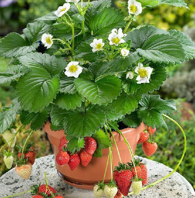 MyBerry Strawberry Plant(Hybrid, Pack of 1)