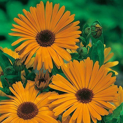 VibeX Calendula Seed(100 per packet)