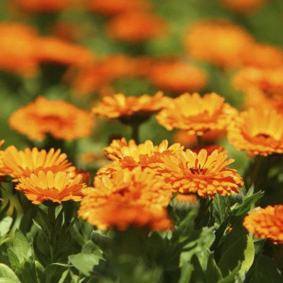 CYBEXIS Seeds |Calendula Mixed Colour | F1 Hybrid Flower Seed(50 per packet)