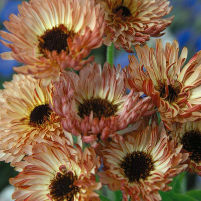 VibeX Calendula Seed(15 per packet)