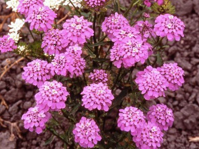 Lorvox Candytuft (Perennial) Snowflake Seed(118 per packet)