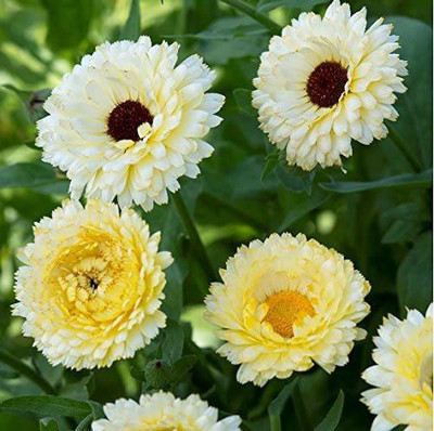 VibeX Calendula Seed(25 per packet)