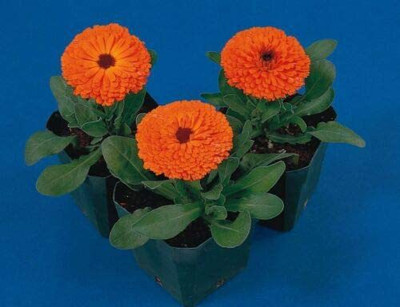 VibeX Calendula Seed(10 per packet)