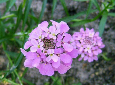 VibeX NBIR-48-Iberis umbellata - Globe Candytuft-40 x Seeds Seed(40 per packet)