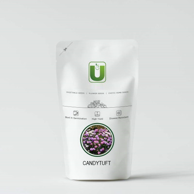 VibeX HUA-3-Candytuft Mayfield Beauty-50 x Seeds Seed(50 per packet)