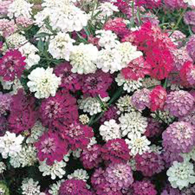 VibeX NBIR-52-Candytuft Seed, Dwarf Fairy Mix-15 x Seeds Seed(15 per packet)