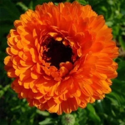 CYBEXIS F1 Hybrid Mixed Calendula Mixed Colour Flower Seed(50 per packet)