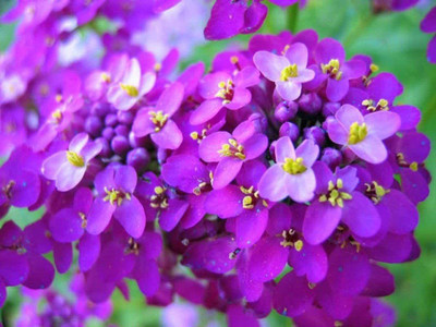 VibeX HUA-64-Globe Candytuft Seeds - Beautiful Fresh Cut-20 x Seeds Seed(20 per packet)